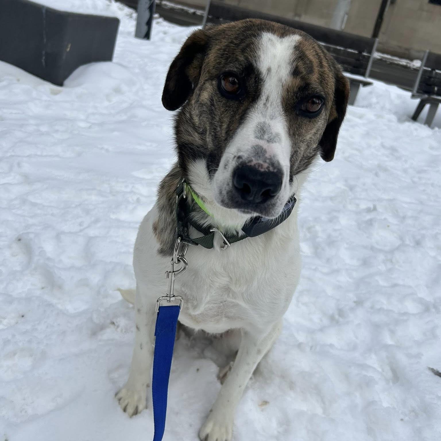 Enlarge Madison, a ADOPTABLE mixed breed in Kingston, ON image 4/6