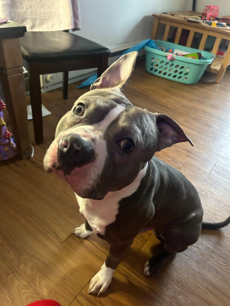 Enlarge Buggzy, a Adoptable mixed breed in Peru, NY image 4/6