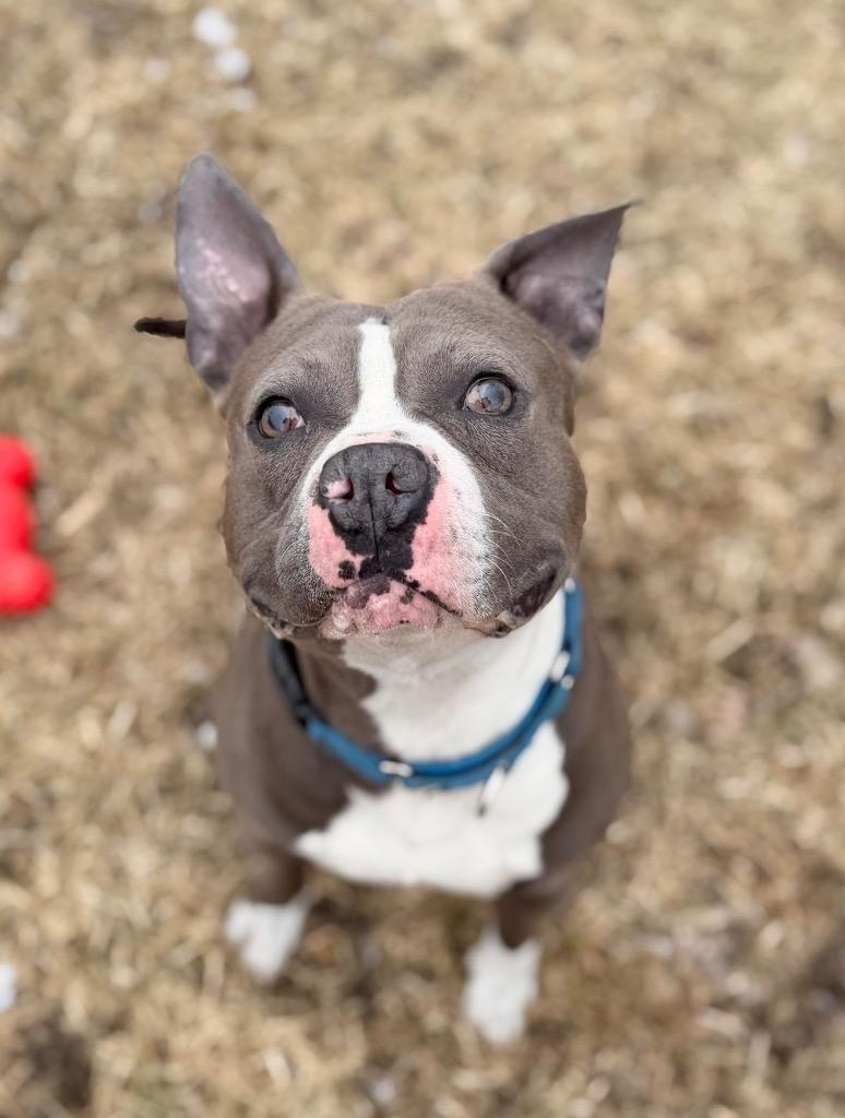 Enlarge Buggzy, a Adoptable mixed breed in Peru, NY image 6/6