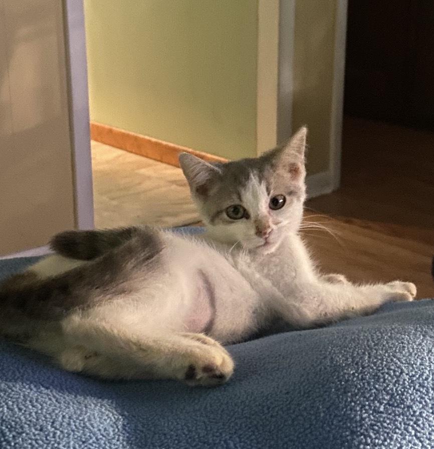Cher, Adoptable, Kitten Female Domestic Short Hair.