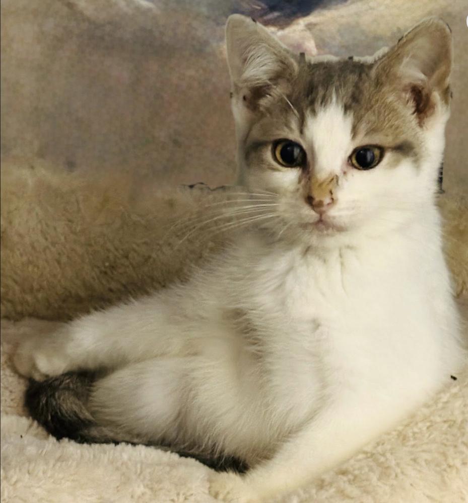 Cher, a Adoptable mixed breed in Warren, CT image 2/6