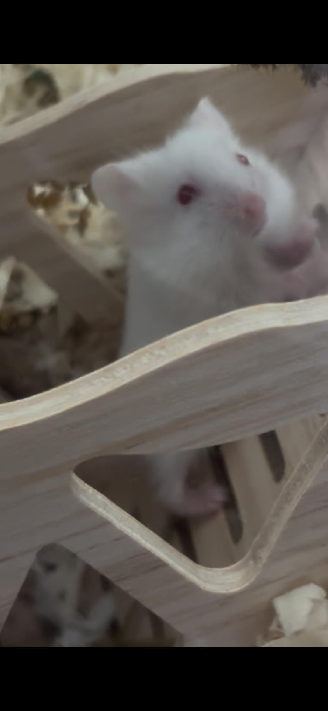 Baby Hammy, a ADOPTABLE mixed breed in West Hollywood, CA image 4/5