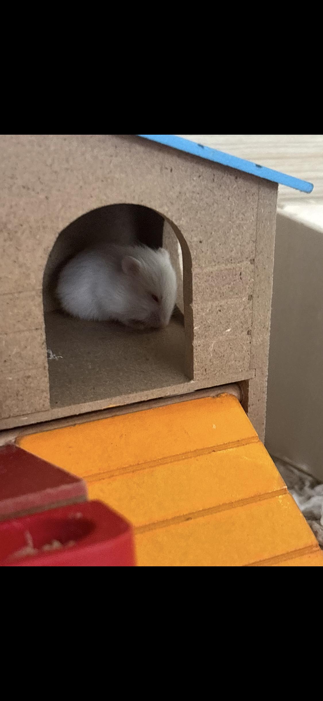 Baby Hammy, a ADOPTABLE mixed breed in West Hollywood, CA image 2/5