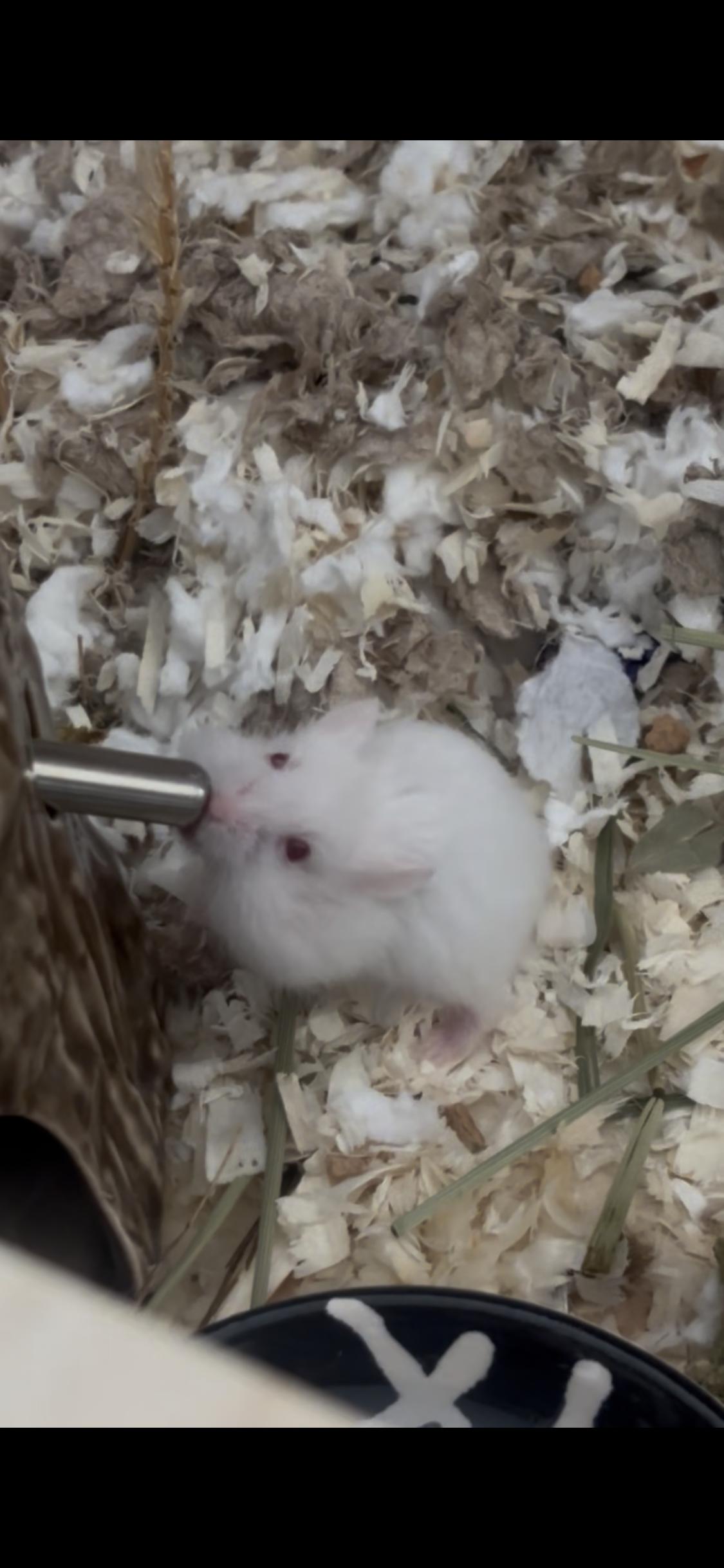 Baby Hammy, ADOPTABLE, Baby Female Dwarf Hamster & Hamster.