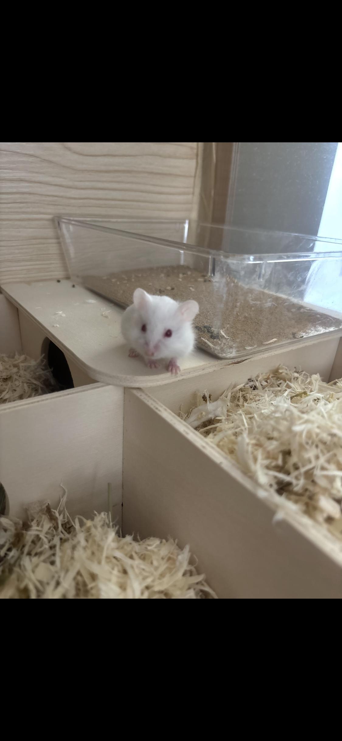 Baby Hammy, a ADOPTABLE mixed breed in West Hollywood, CA image 3/5