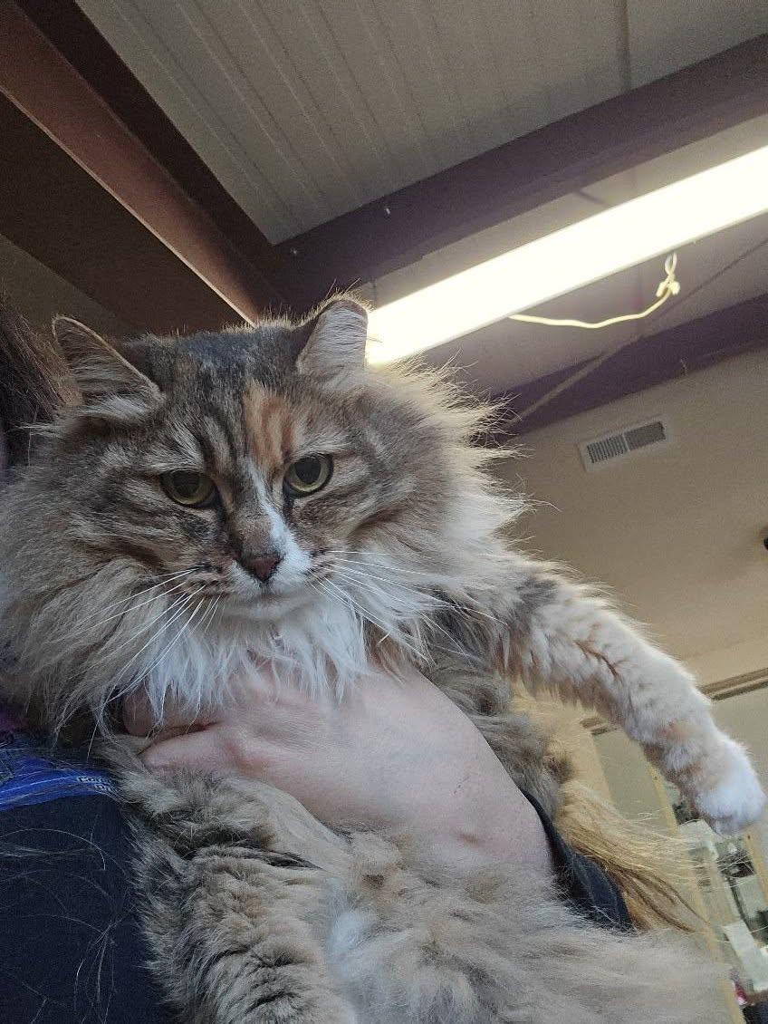 Sammy Too, ADOPTABLE, Senior Female Domestic Long Hair.