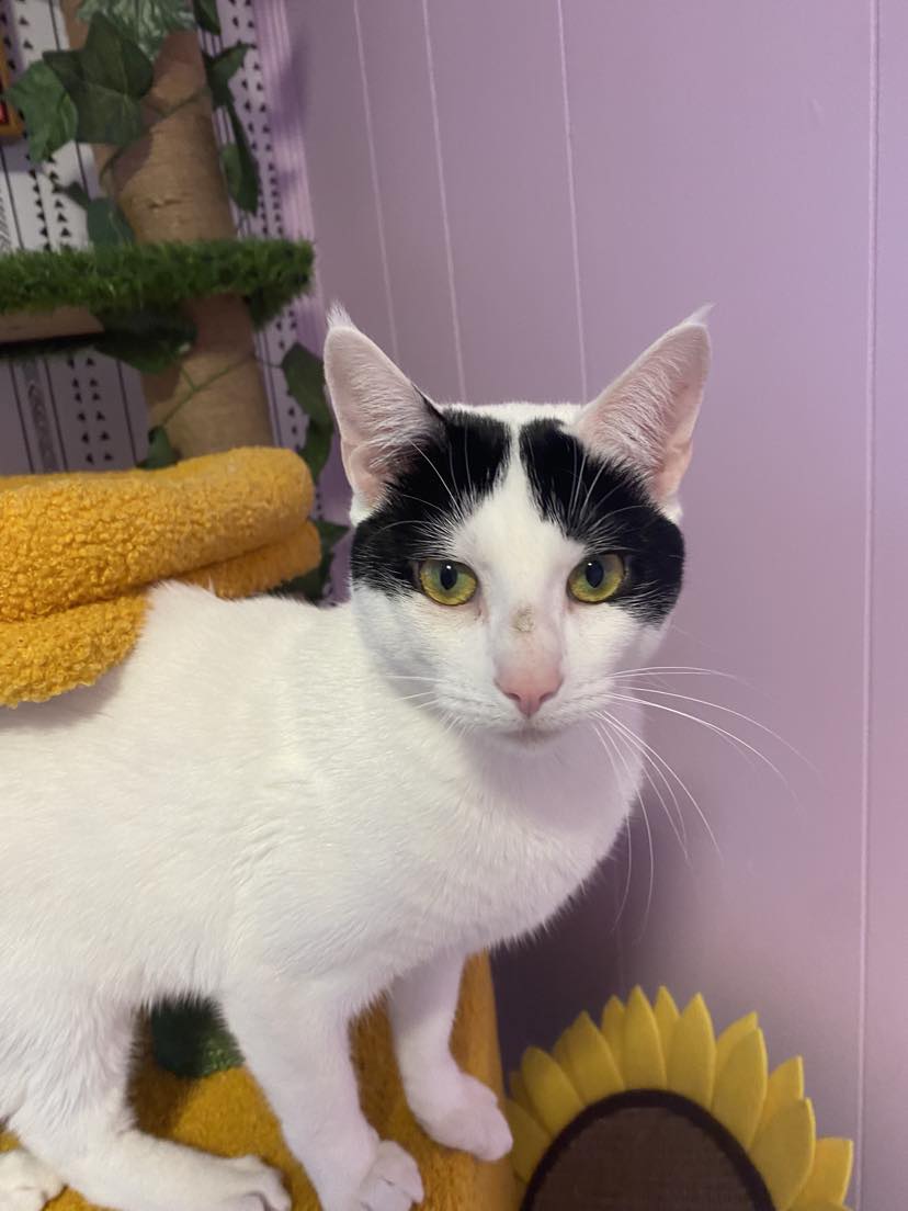 Enlarge Domino, a Adoptable Domestic Short Hair in Lincoln University, PA image 1/4