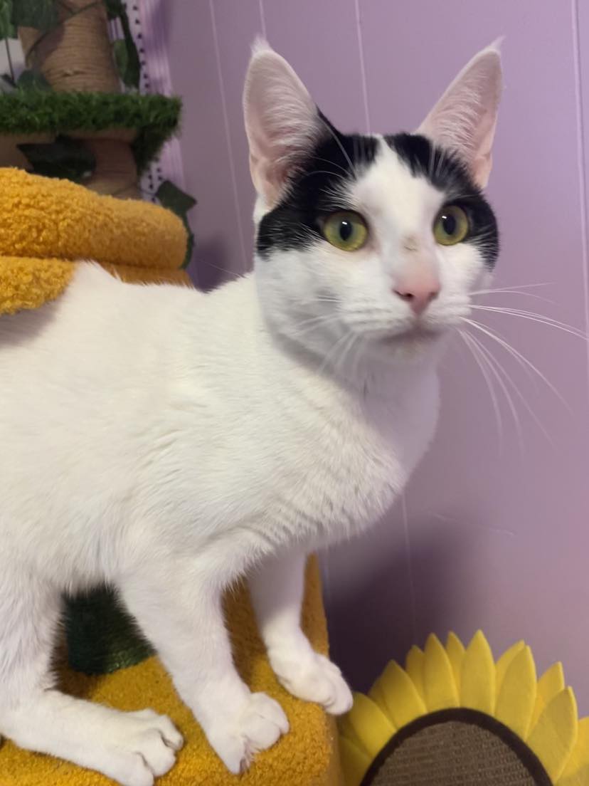 Enlarge Domino, a Adoptable Domestic Short Hair in Lincoln University, PA image 2/4