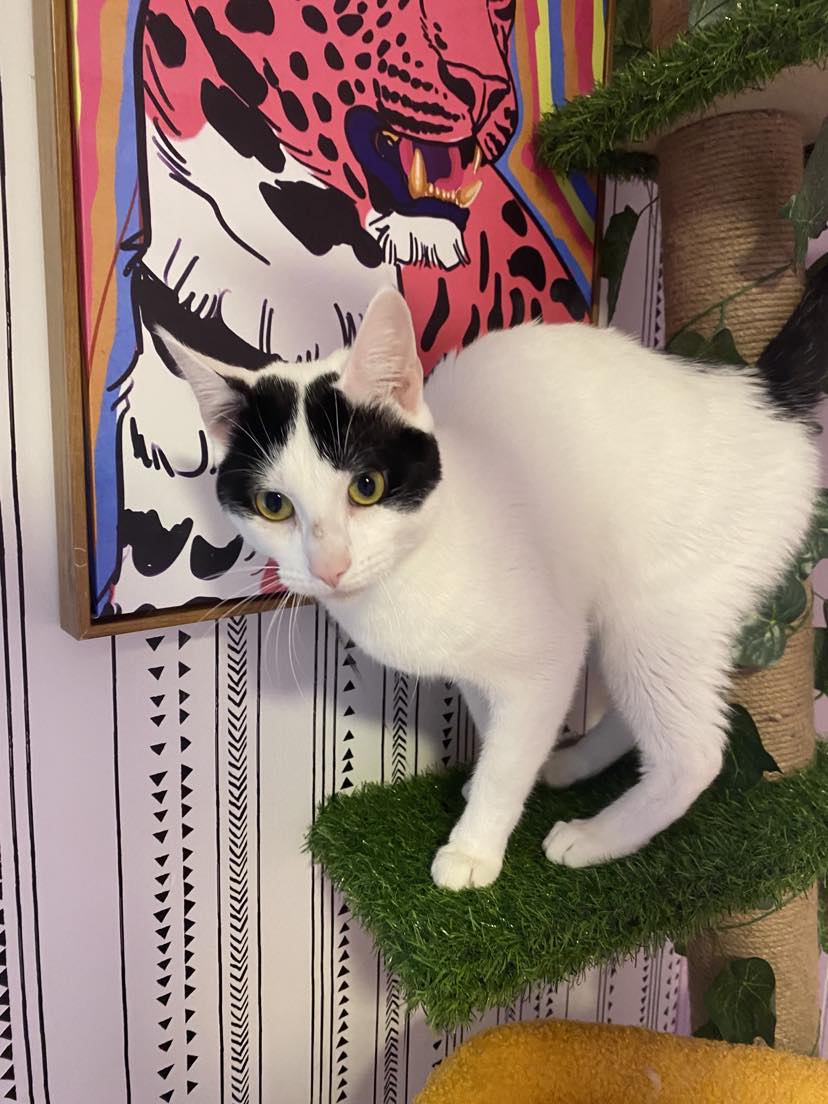 Enlarge Domino, a Adoptable Domestic Short Hair in Lincoln University, PA image 3/4