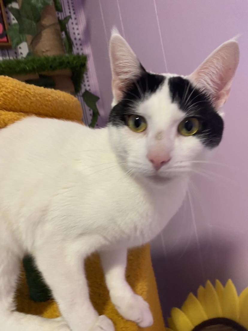 Enlarge Domino, a Adoptable Domestic Short Hair in Lincoln University, PA image 4/4