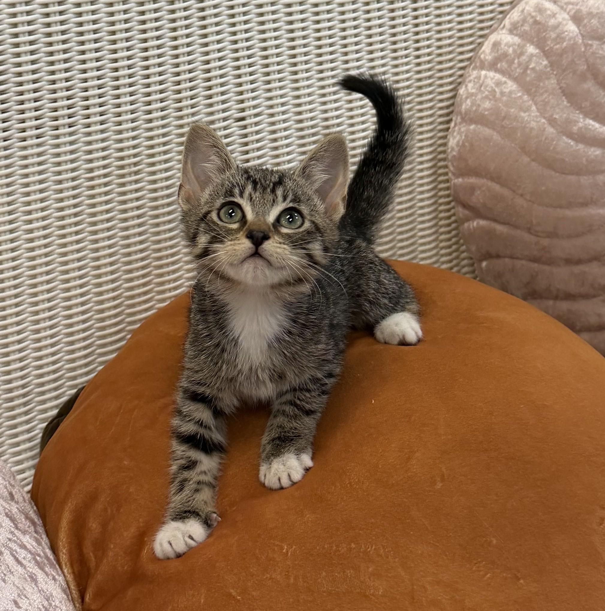 Squirtle, adopted, Kitten Male Domestic Short Hair.