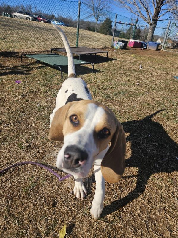 Ho Ho, ADOPTABLE, Young Female Treeing Walker Coonhound.