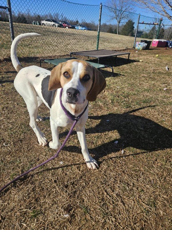 Enlarge Ho Ho, a ADOPTABLE Treeing Walker Coonhound in Culpeper, VA image 2/2