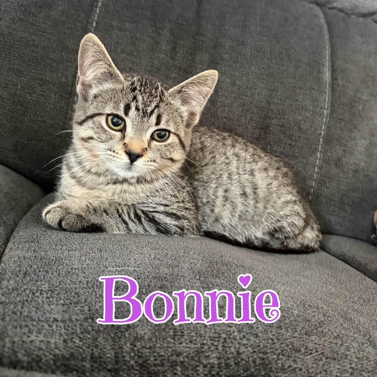 BONNIE, Adoptable, Kitten Female Domestic Short Hair.