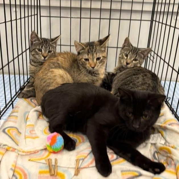 Enlarge BONNIE, a Adoptable Domestic Short Hair in Schnecksville, PA image 2/2