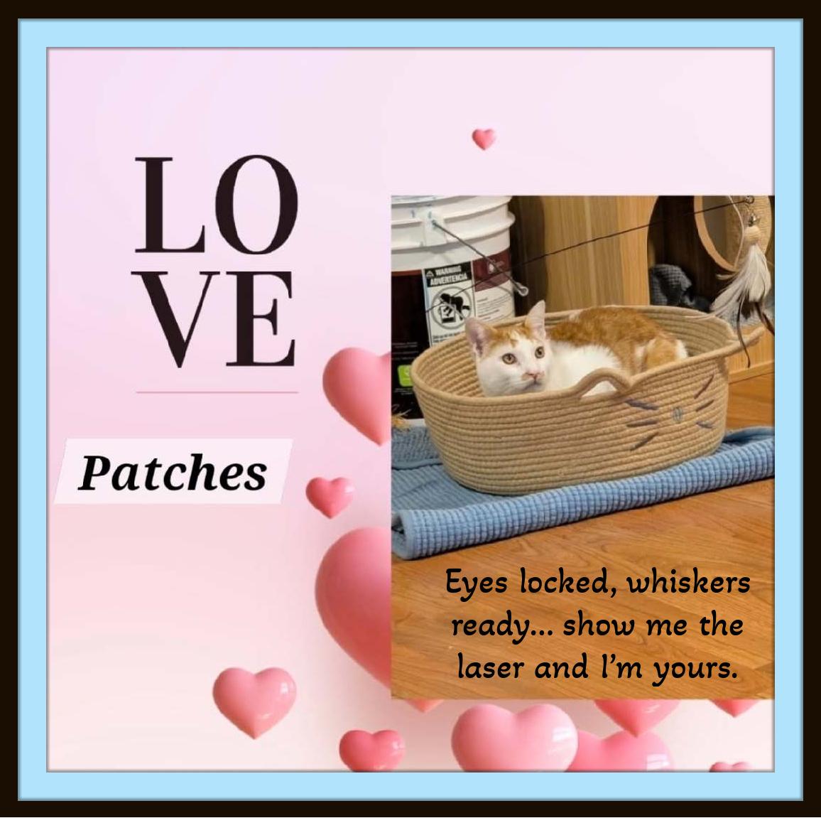 Enlarge Meet Patches. Eyes locked, whiskers ready… show me the laser and I’m yours., a ADOPTABLE Domestic Short Hair in Winston Salem, NC image 2/5