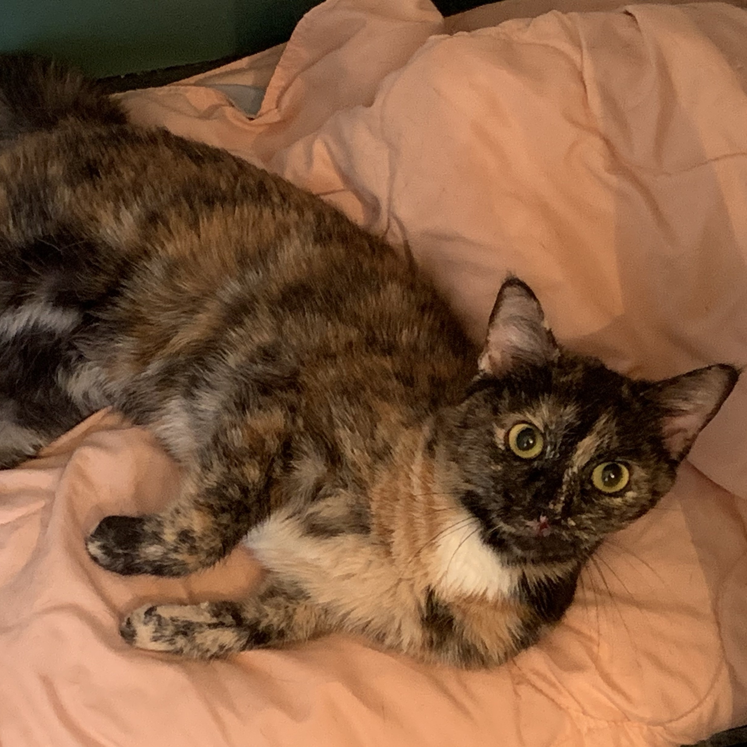 Fran, Adoptable, Adult Female Domestic Short Hair.