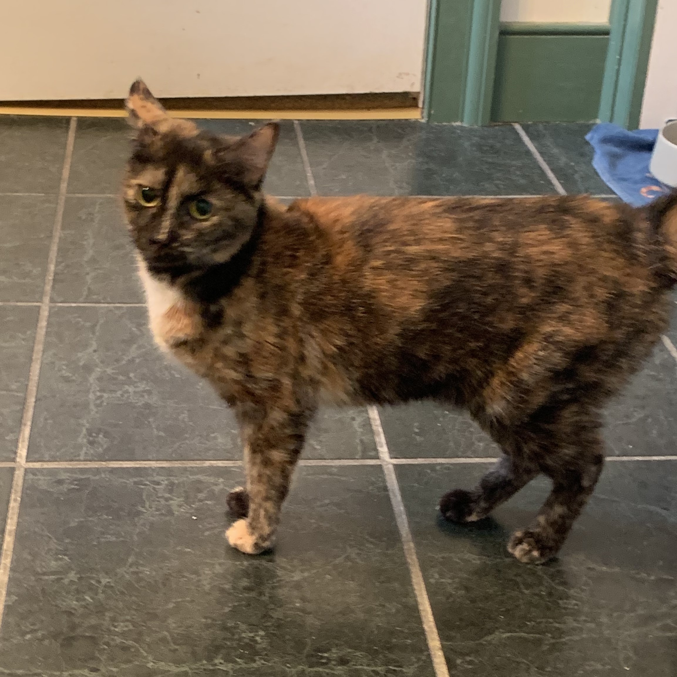 Fran, a Adoptable Domestic Short Hair in New Cumberland, PA image 2/2