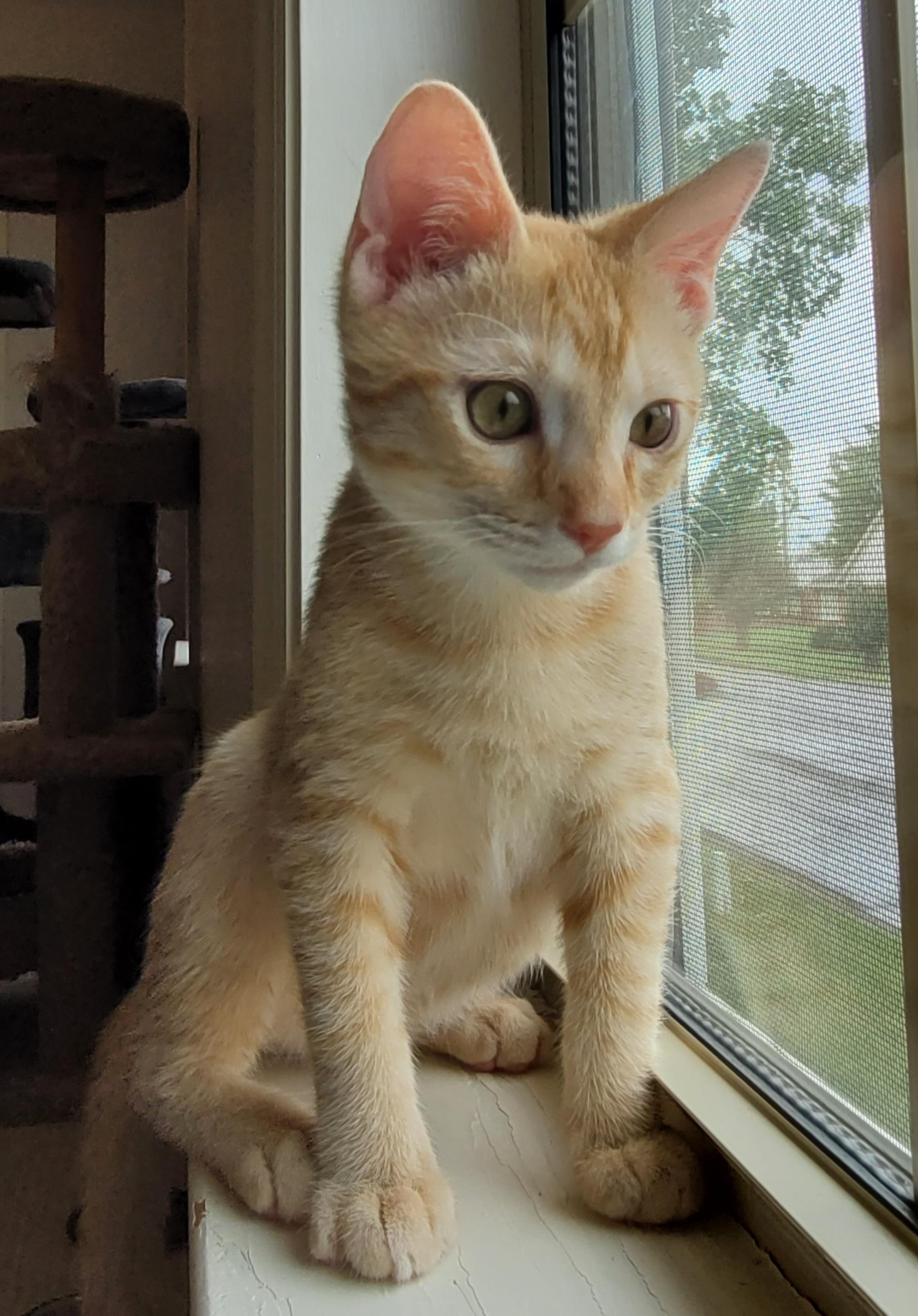 Starburst, a Adoptable Domestic Short Hair in Murfreesboro, TN image 2/3