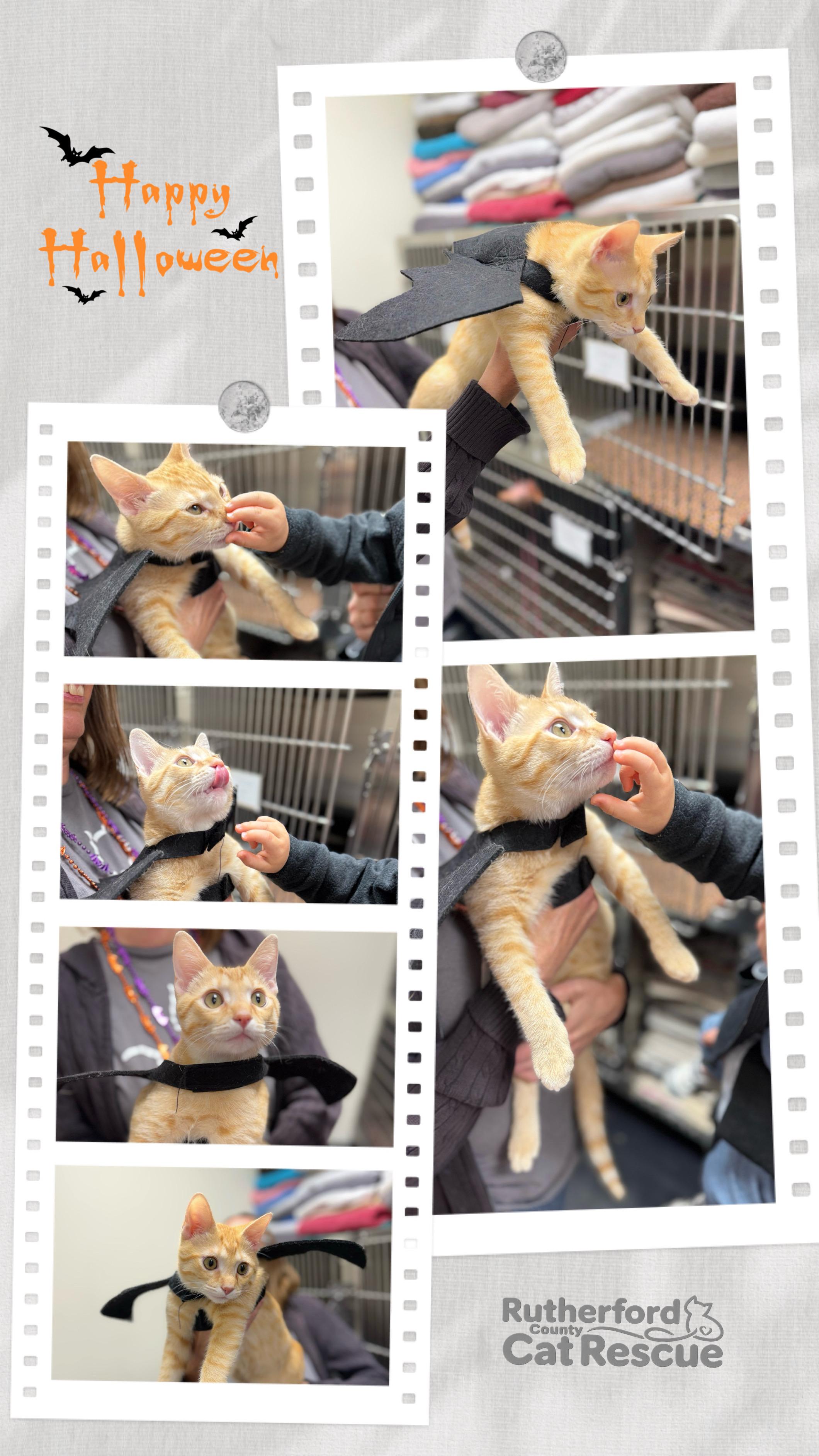 Starburst, Adoptable, Young Male Domestic Short Hair.