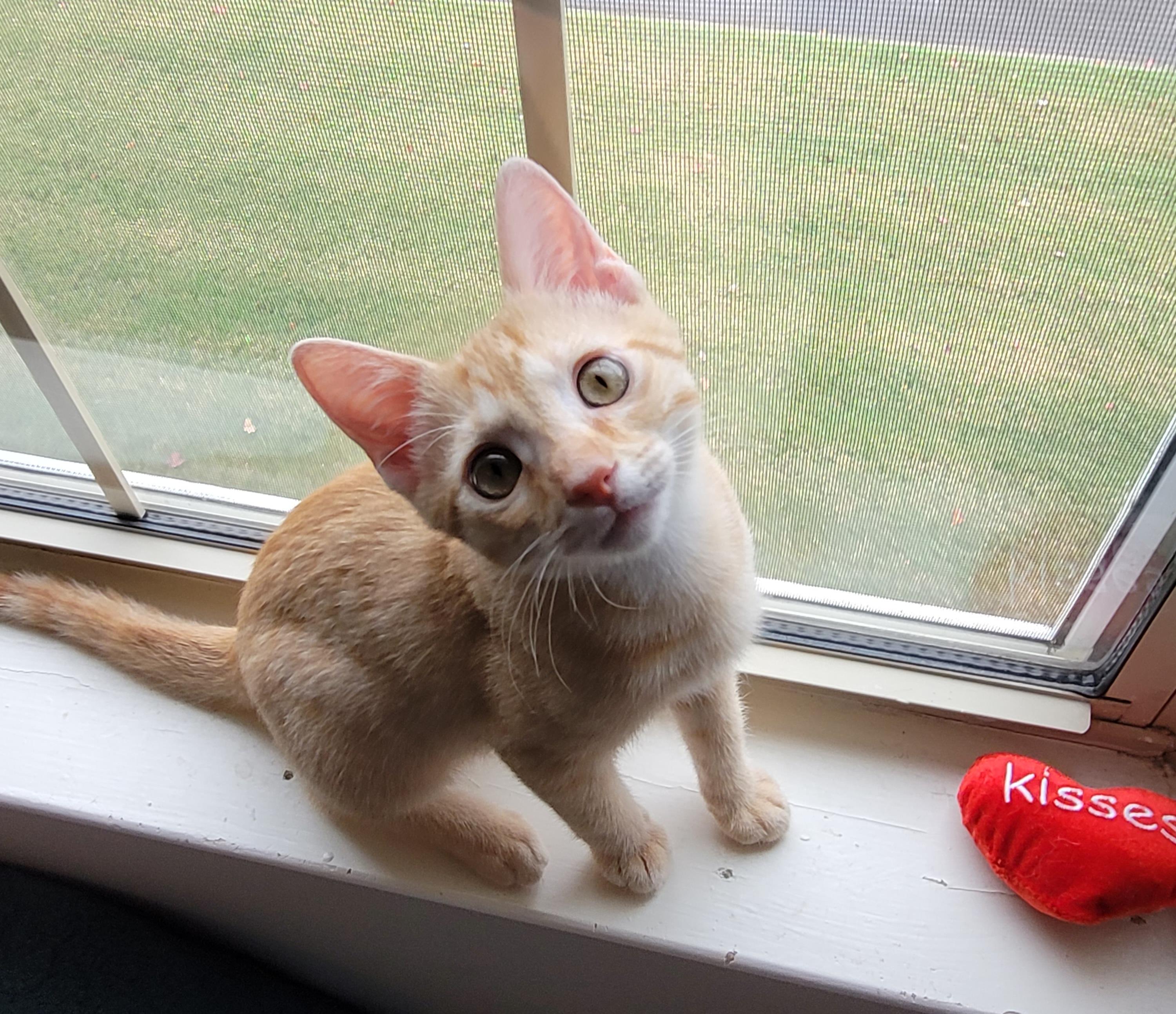 Starburst, a Adoptable Domestic Short Hair in Murfreesboro, TN image 3/3