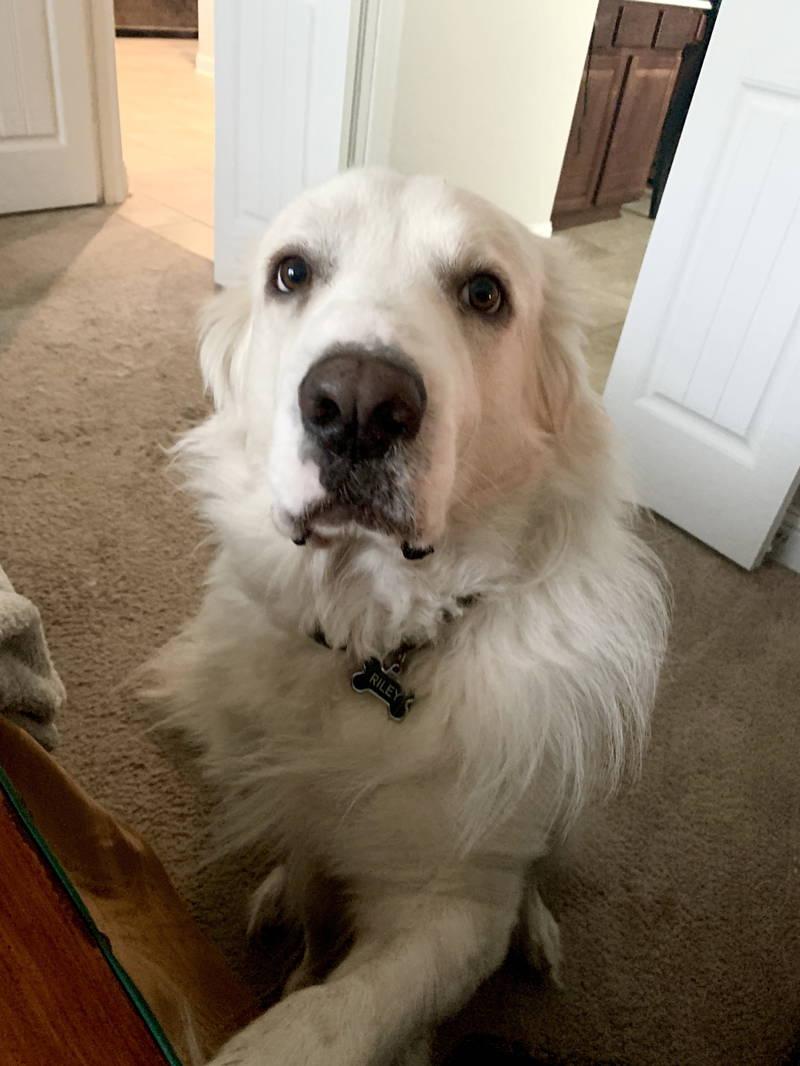 Riley — thumbnail 3