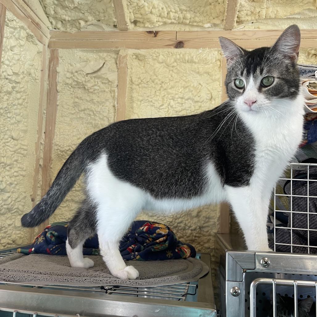 Kogi, a Adoptable Domestic Short Hair in Park Falls, WI image 1/6