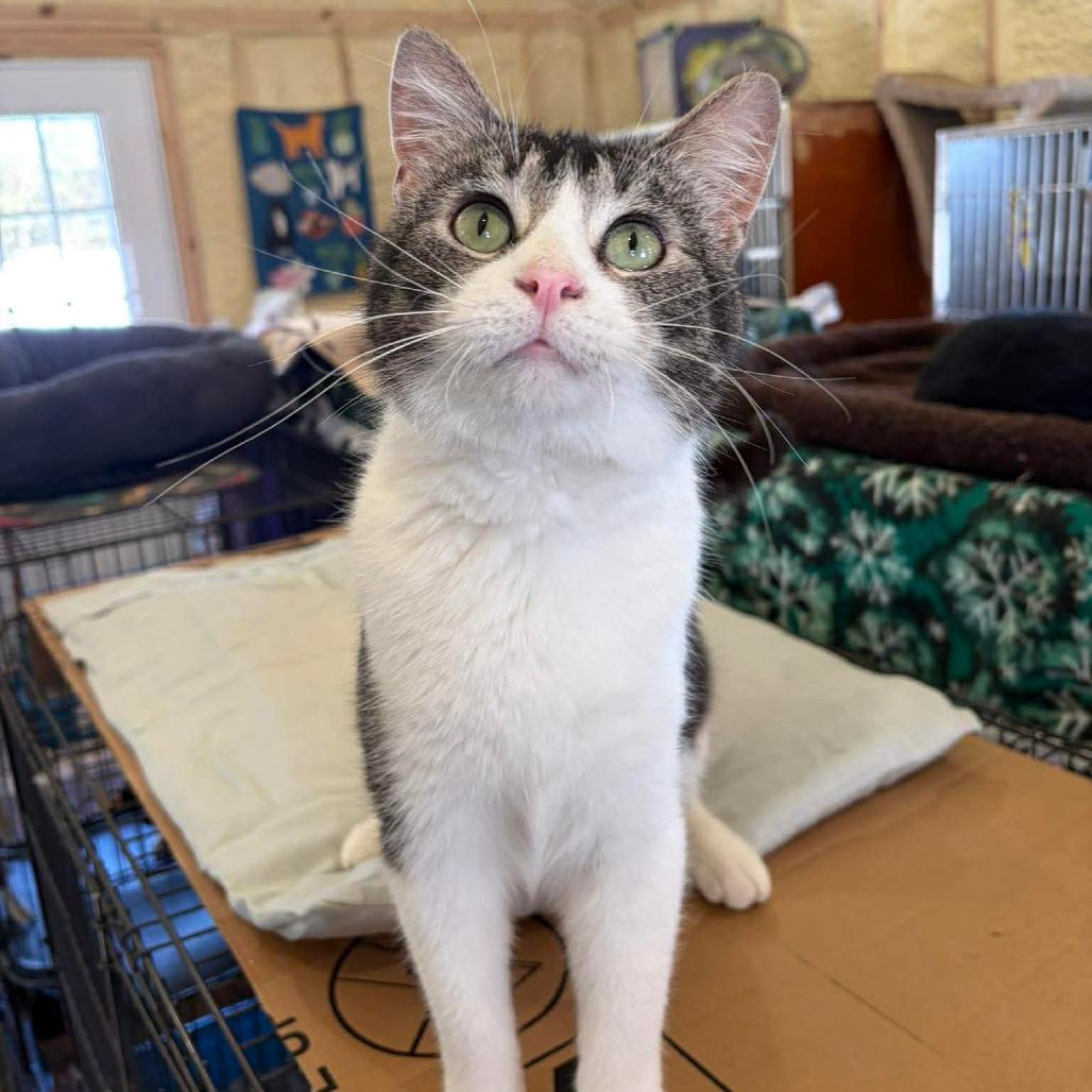 Kogi, a Adoptable Domestic Short Hair in Park Falls, WI image 2/6