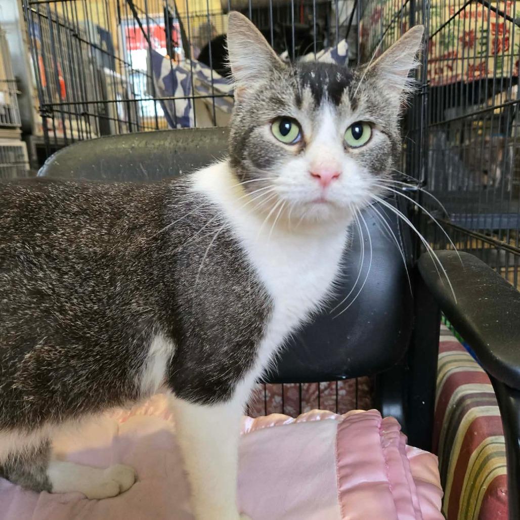 Kogi, a Adoptable Domestic Short Hair in Park Falls, WI image 3/6