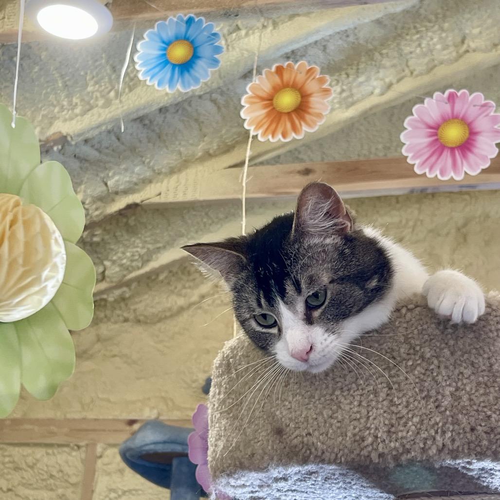 Kogi, a Adoptable Domestic Short Hair in Park Falls, WI image 4/6