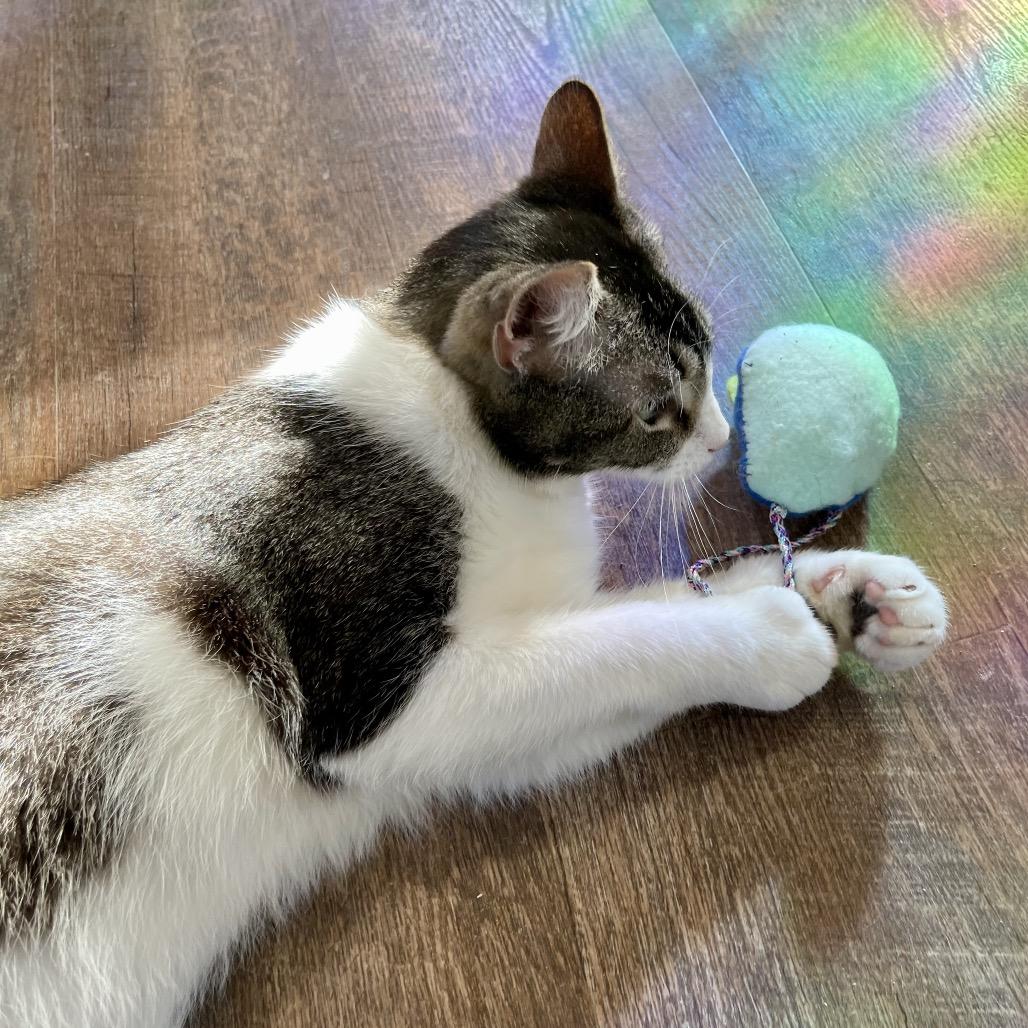 Kogi, a Adoptable Domestic Short Hair in Park Falls, WI image 5/6