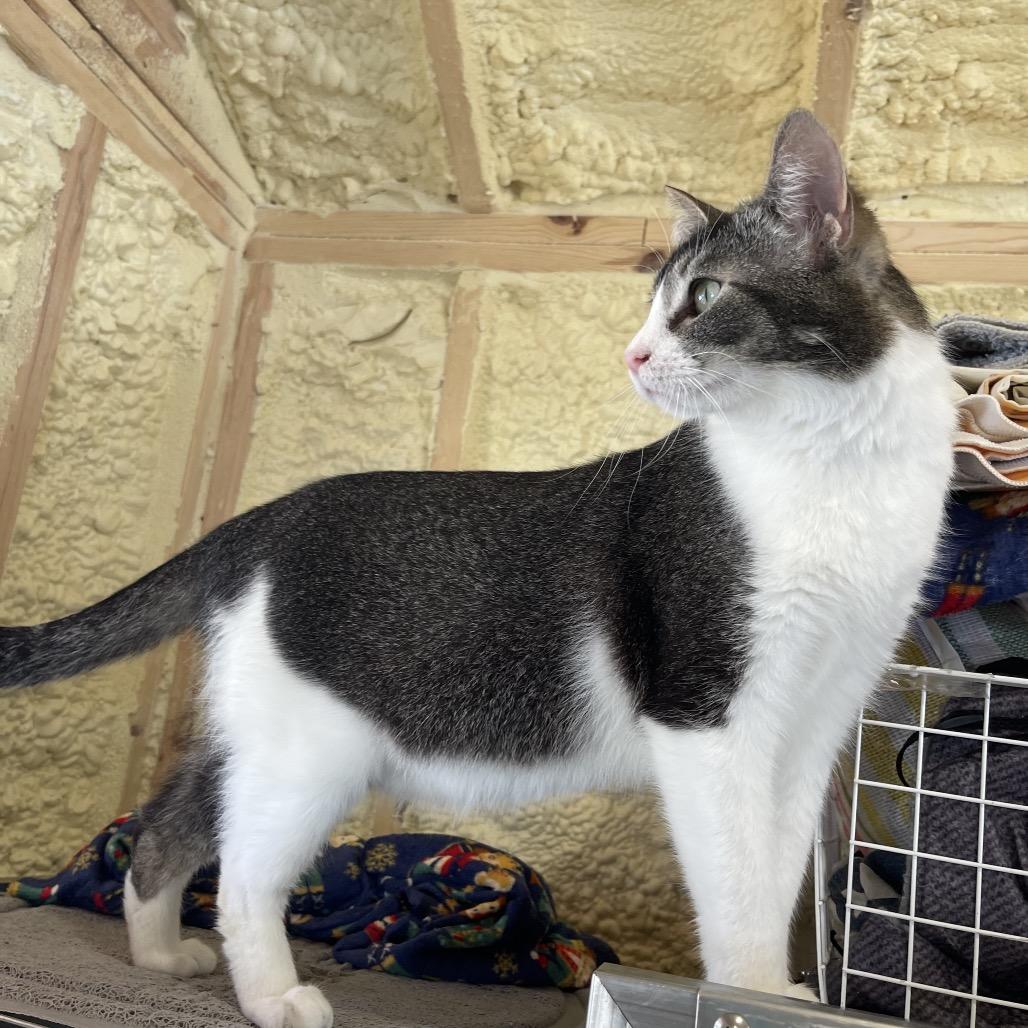 Kogi, a Adoptable Domestic Short Hair in Park Falls, WI image 6/6