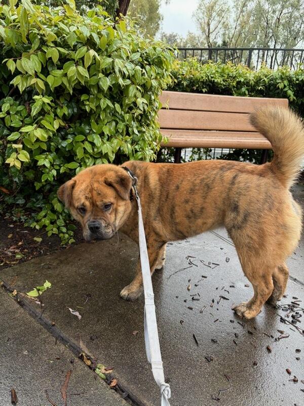 Enlarge Canela Canola!!, a Adoptable mixed breed in Manhattan Beach, CA image 6/6