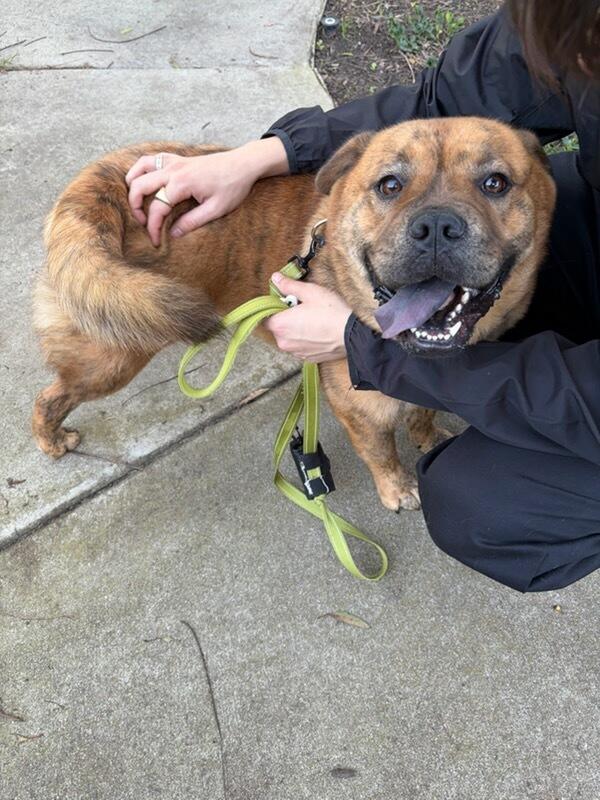 Enlarge Canela Canola!!, a Adoptable mixed breed in Manhattan Beach, CA image 2/6