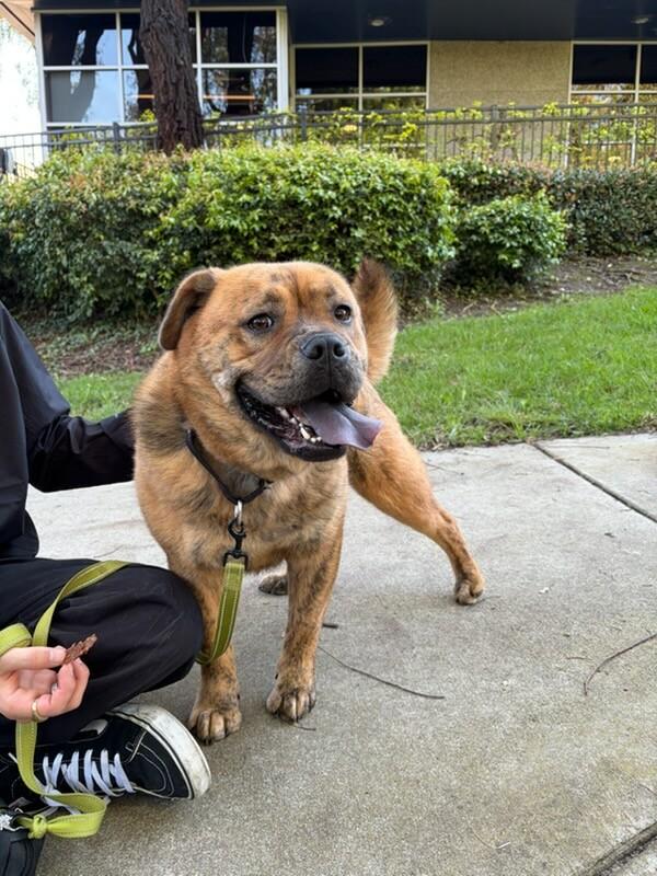 Canela Canola!!, Adoptable, Young Female English Bulldog & Boxer.