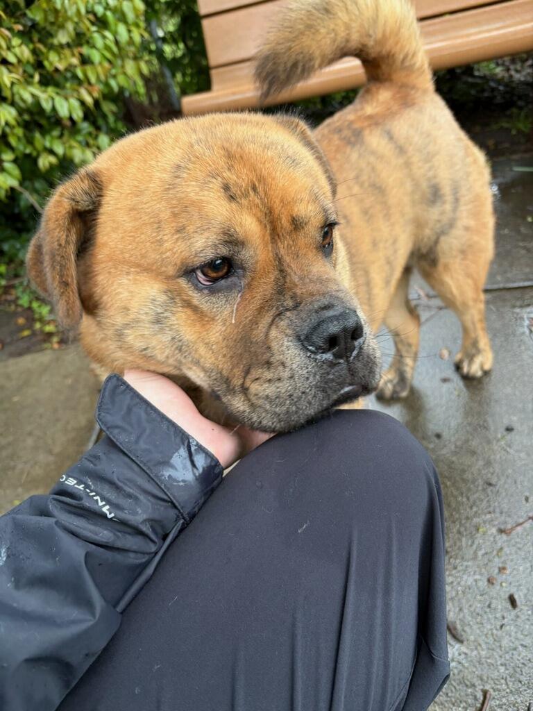Enlarge Canela Canola!!, a Adoptable mixed breed in Manhattan Beach, CA image 3/6
