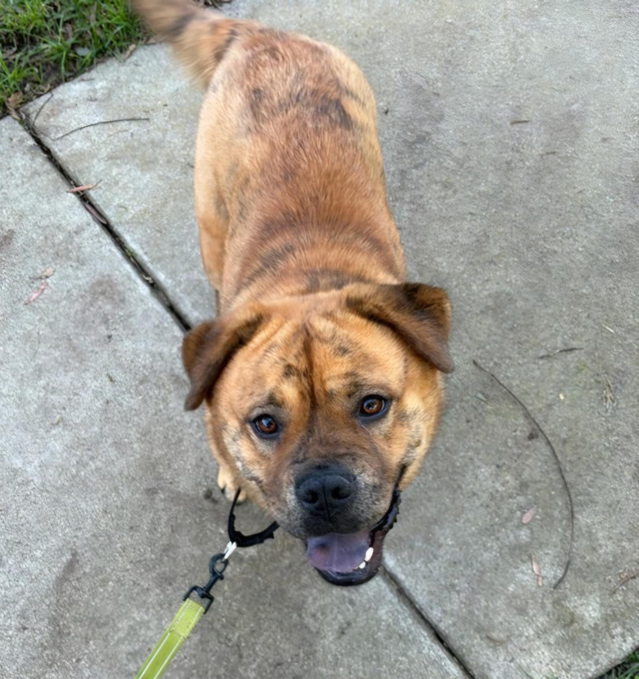 Enlarge Canela Canola!!, a Adoptable mixed breed in Manhattan Beach, CA image 5/6