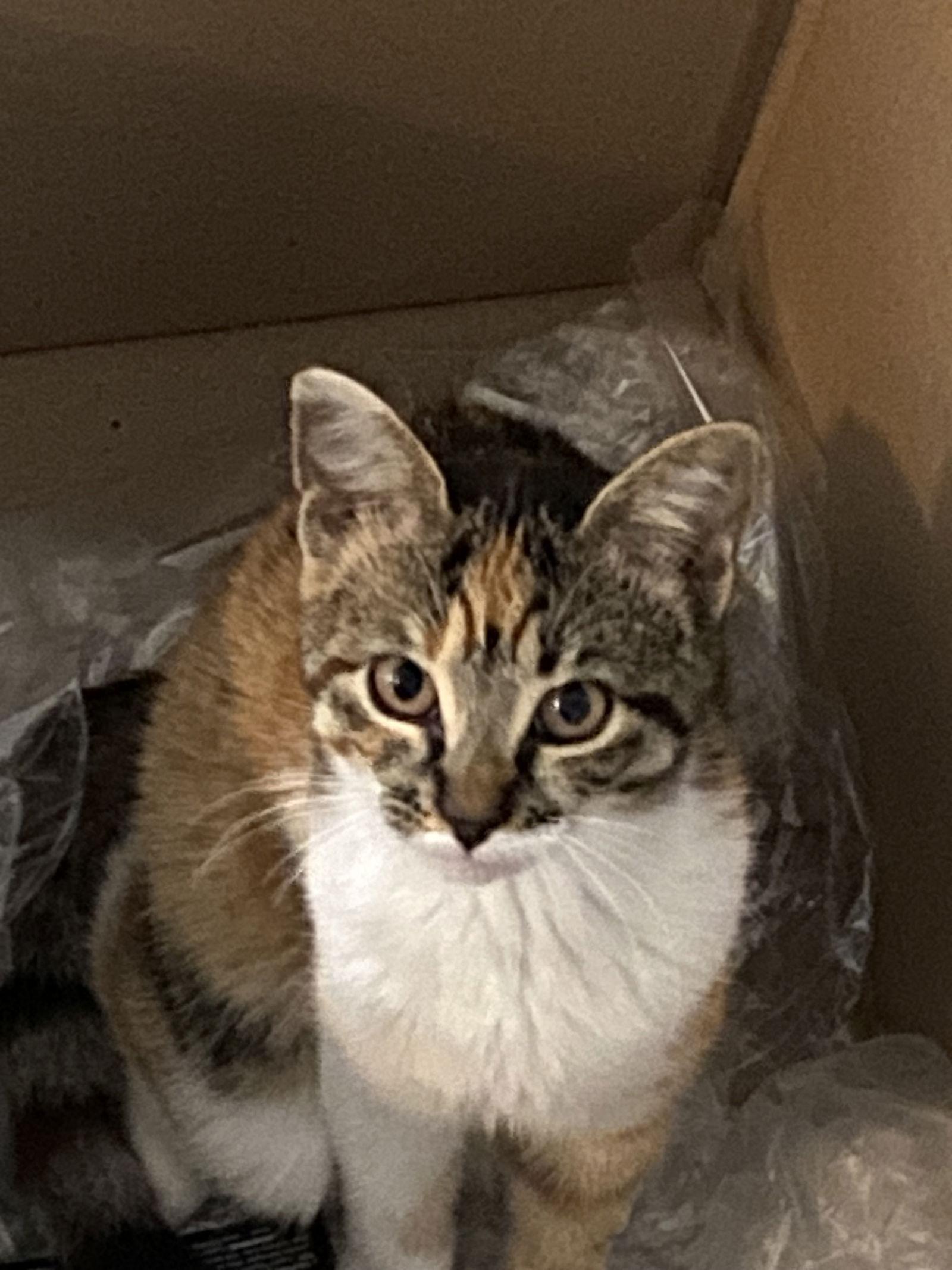 Snickers, Adoptable, Young Female Domestic Short Hair & Calico.