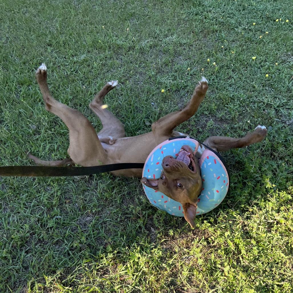 Timber, Adoptable, Adult Male Mixed Breed.