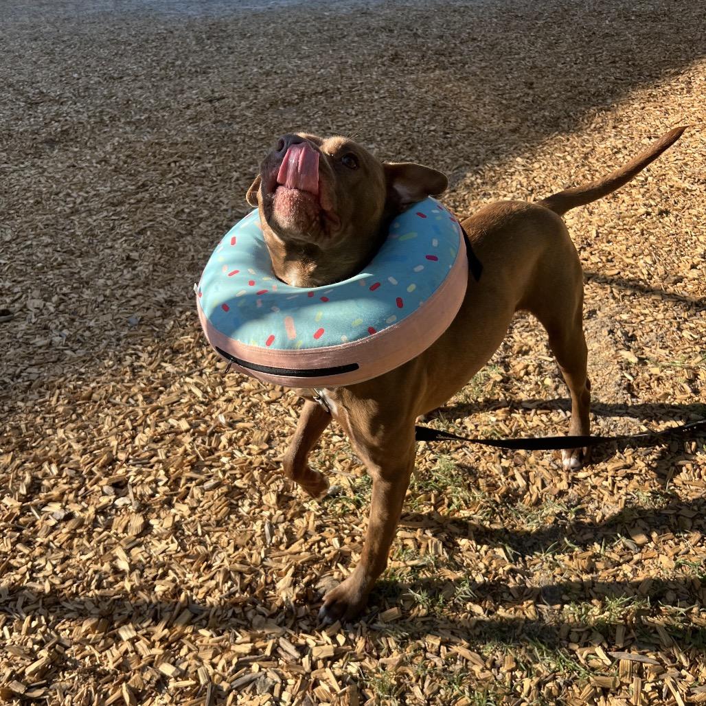 Enlarge Timber, a Adoptable Mixed Breed in Jacksonville, FL image 2/5