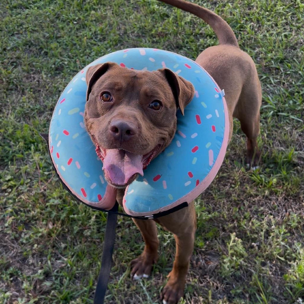 Enlarge Timber, a Adoptable Mixed Breed in Jacksonville, FL image 3/5
