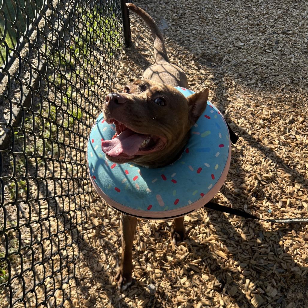 Enlarge Timber, a Adoptable Mixed Breed in Jacksonville, FL image 4/5