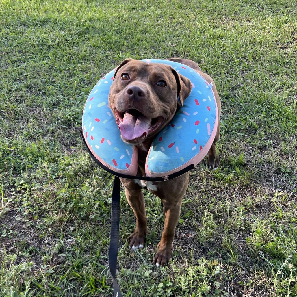 Enlarge Timber, a Adoptable Mixed Breed in Jacksonville, FL image 5/5