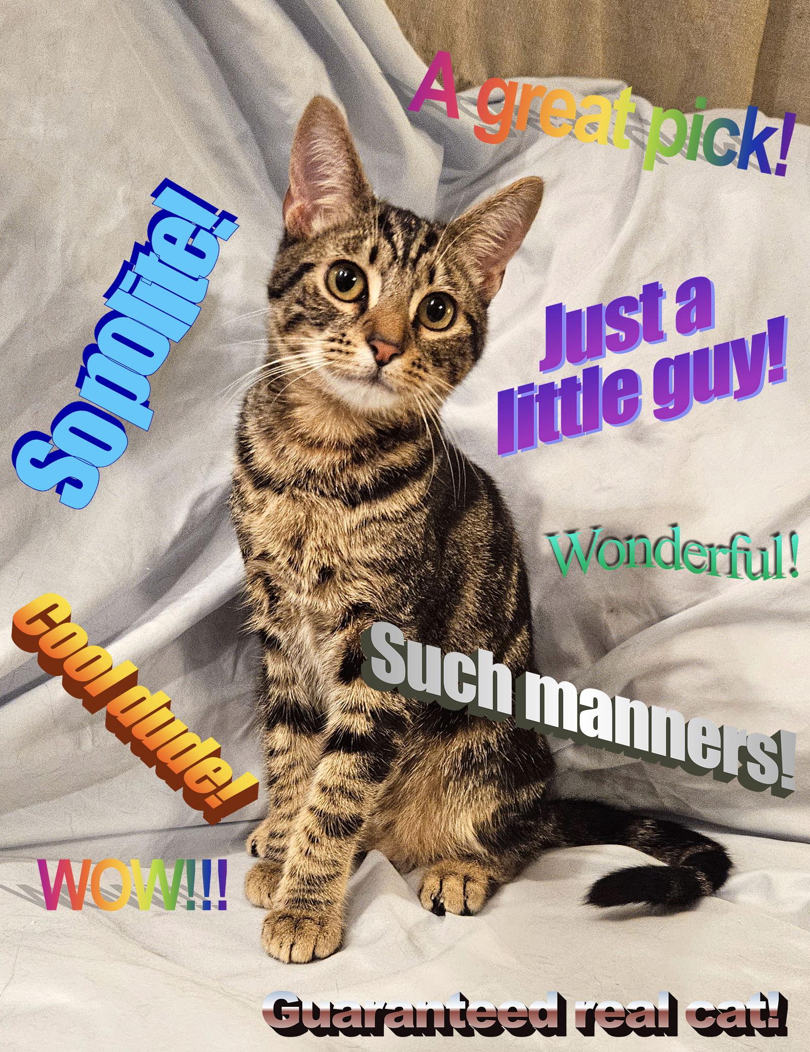 Pickled Banoodle Links, a Adopted Domestic Short Hair in Long Beach, CA image 1/3