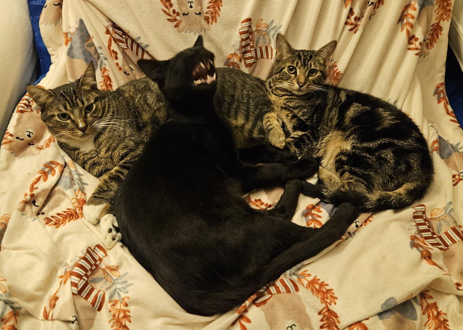 Pickled Banoodle Links, a Adopted Domestic Short Hair in Long Beach, CA image 2/3