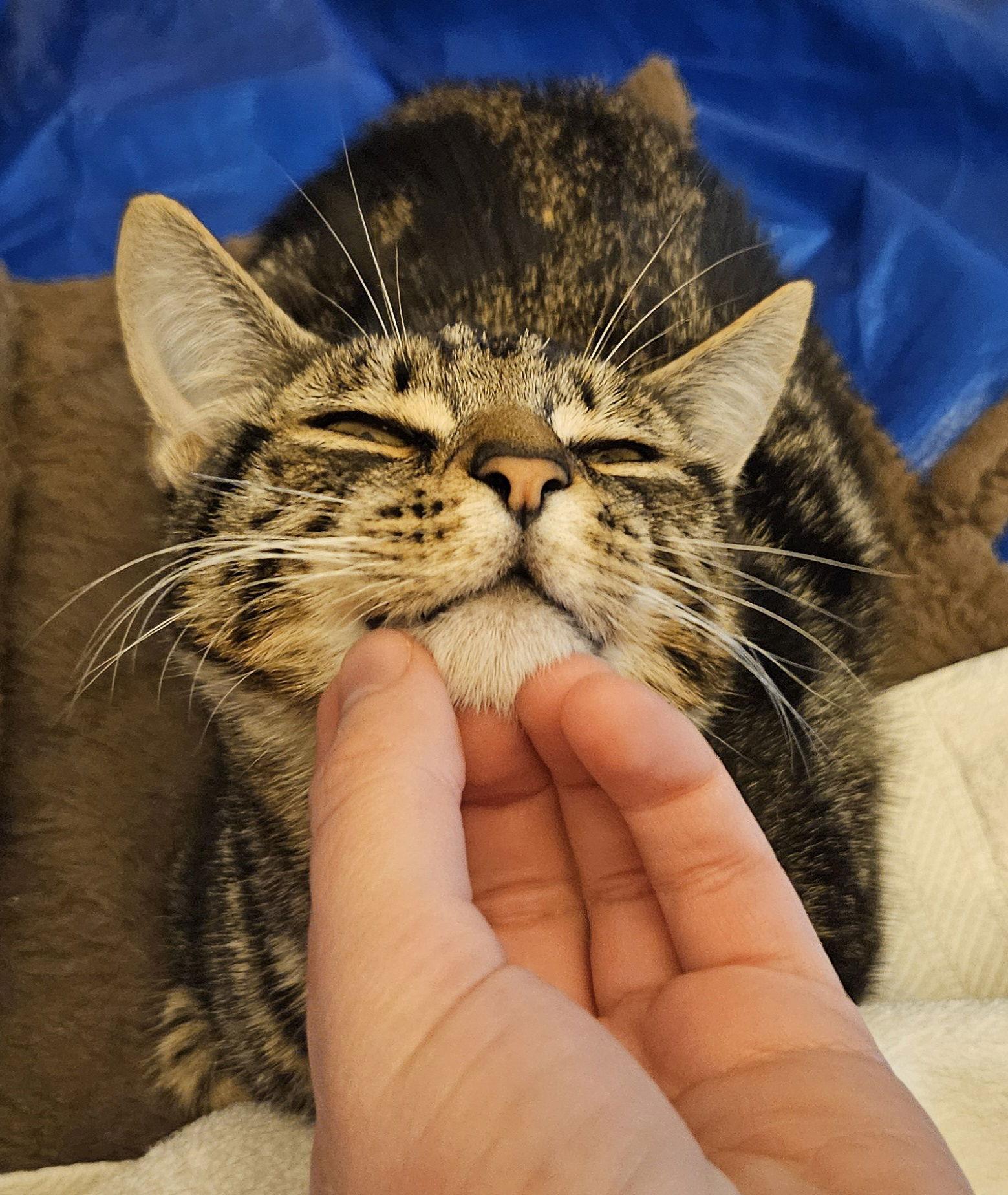 Pickled Banoodle Links, a Adopted Domestic Short Hair in Long Beach, CA image 3/3