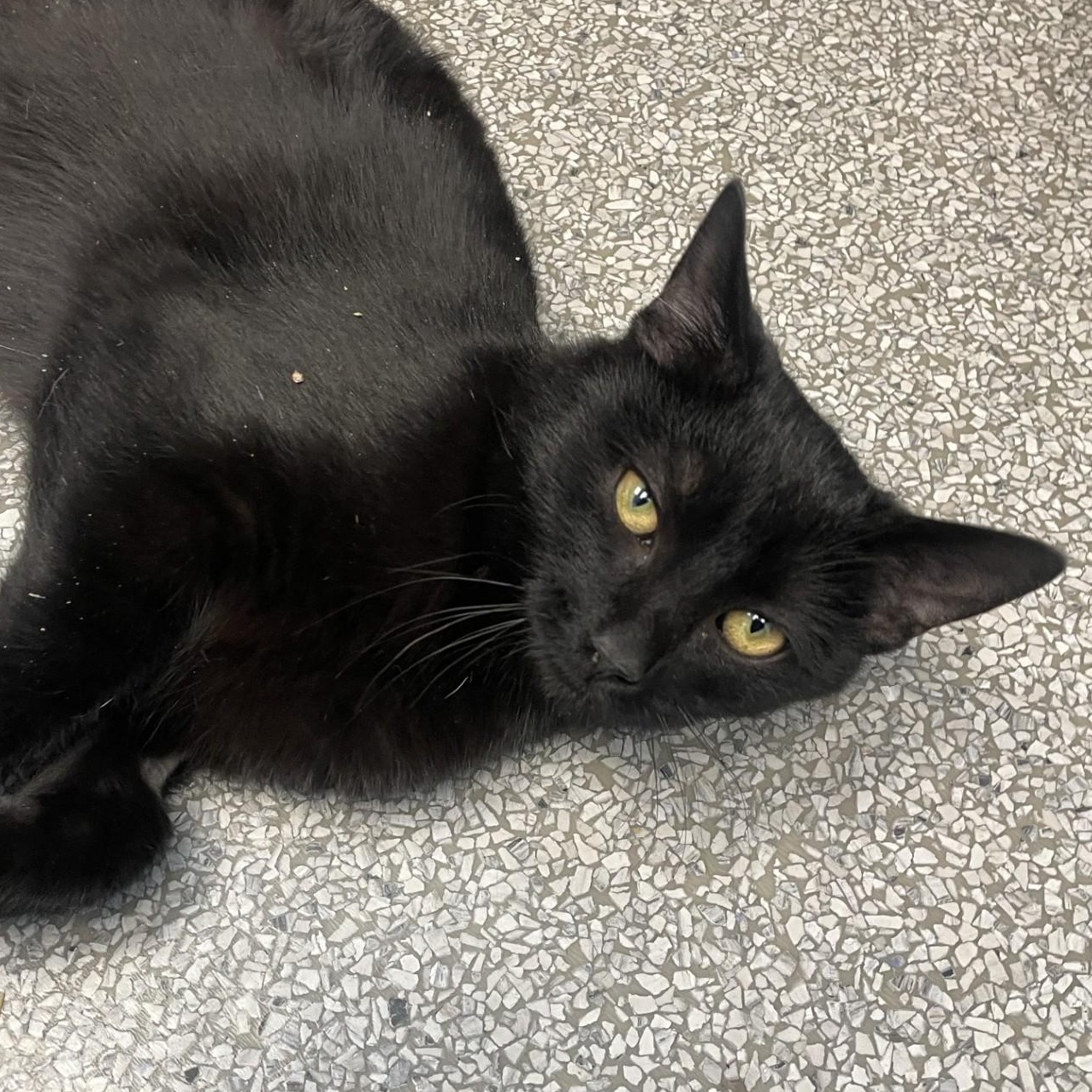 Enlarge Casper, a Adoptable Domestic Short Hair in Cooperstown, NY image 2/2