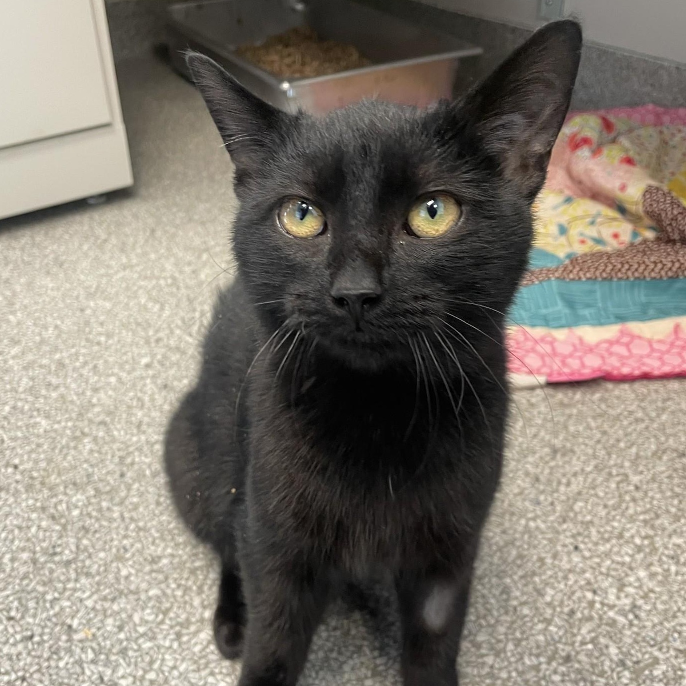 Casper, Adoptable, Adult Male Domestic Short Hair.