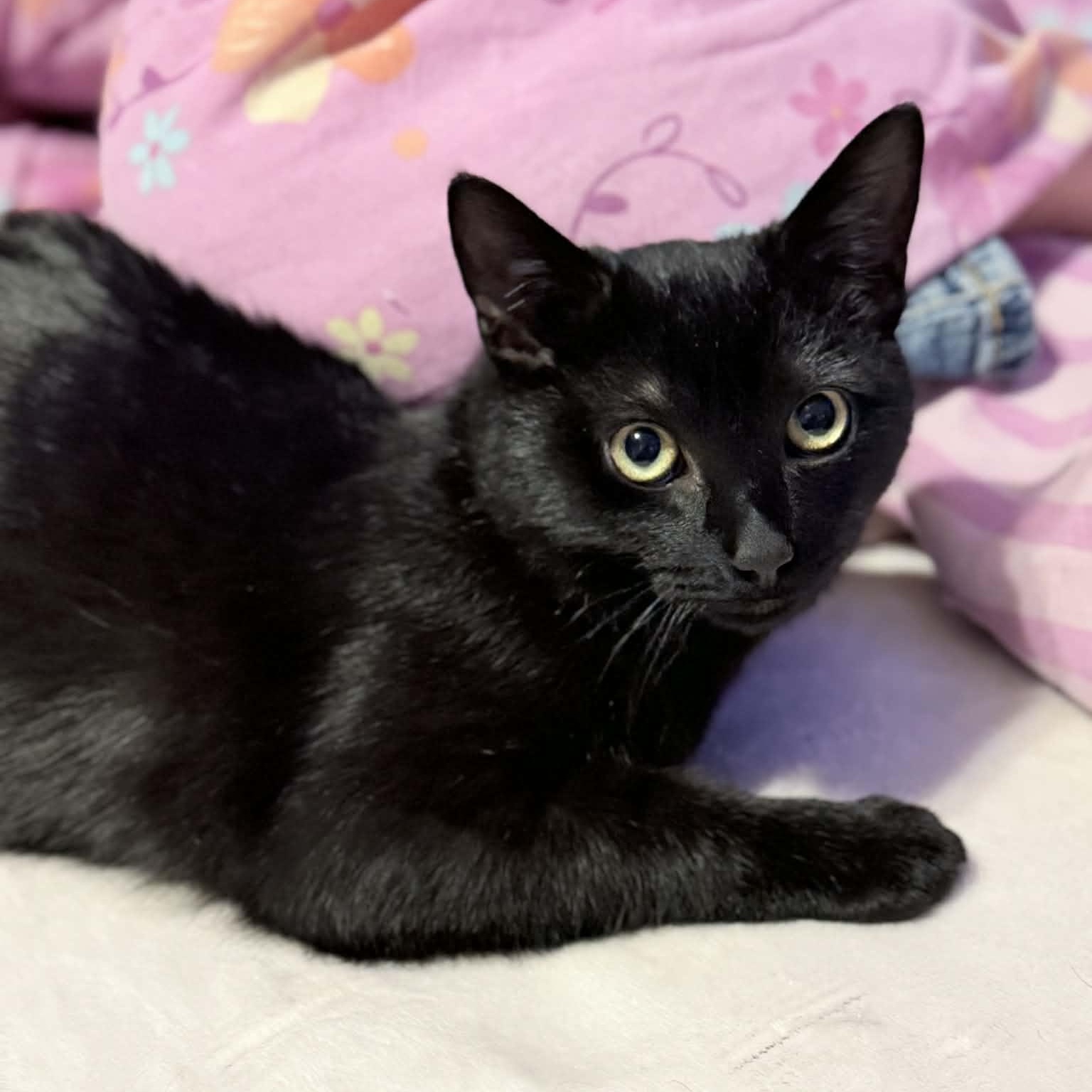 Enlarge Casper, a Adoptable Domestic Short Hair in Cooperstown, NY image 1/3