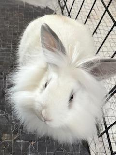 Mickey, Adoptable, Baby Male Lionhead.